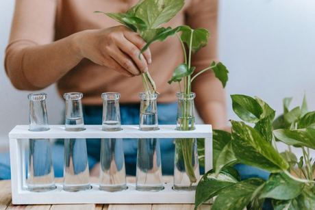 Hoe kamerplanten te stekken in water