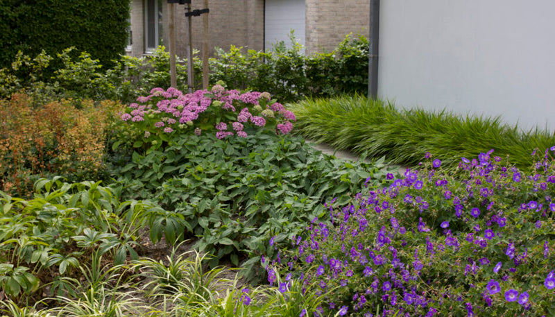 Grote tuinplanten