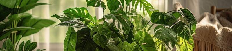 Monstera