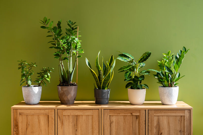 Middelgrote planten