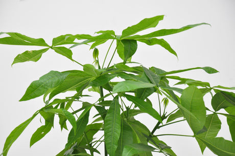 Populaire planten