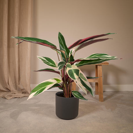 Calathea Triostar