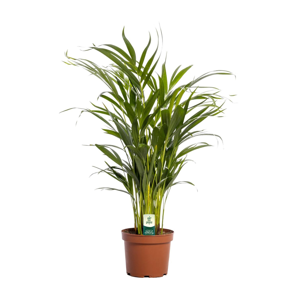 Dypsis Lutescens (Areca Palm)