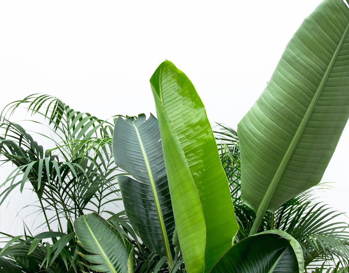 Voordeelpakket XXL Planten