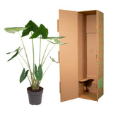 Alocasia Zebrina