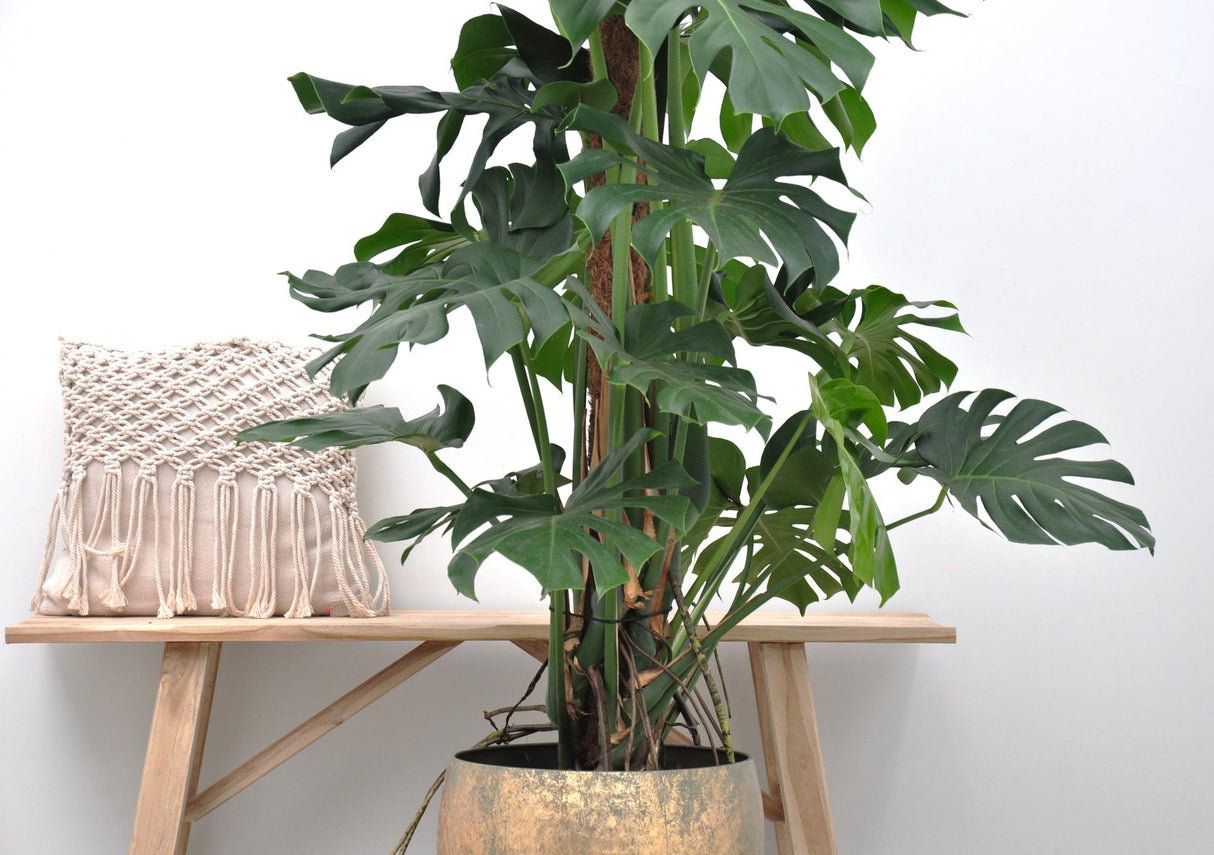 Monstera Deliciosa