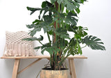 Monstera Deliciosa