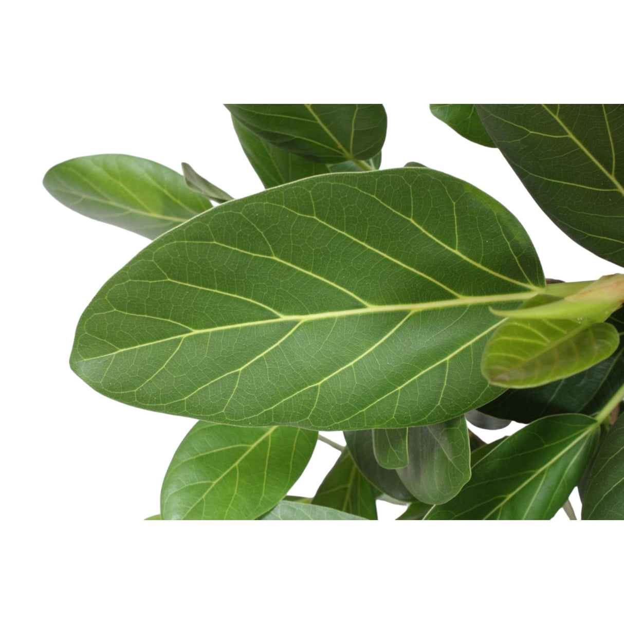 Ficus Benghalensis boom