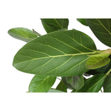 Ficus Benghalensis boom