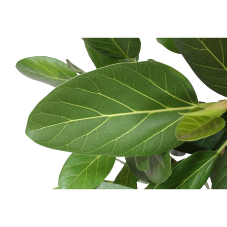 Ficus Benghalensis boom