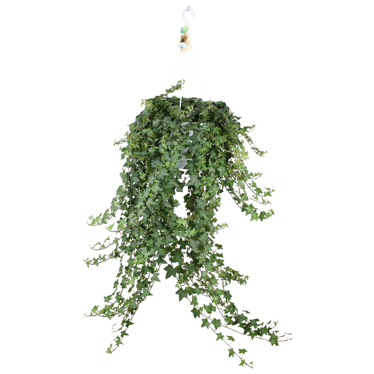 Hedera Helix Pitsburg