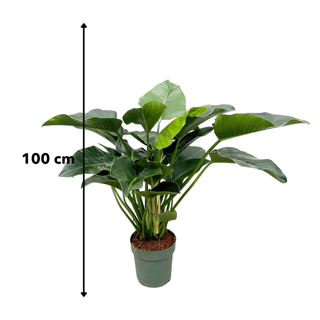 Philodendron Green Beauty