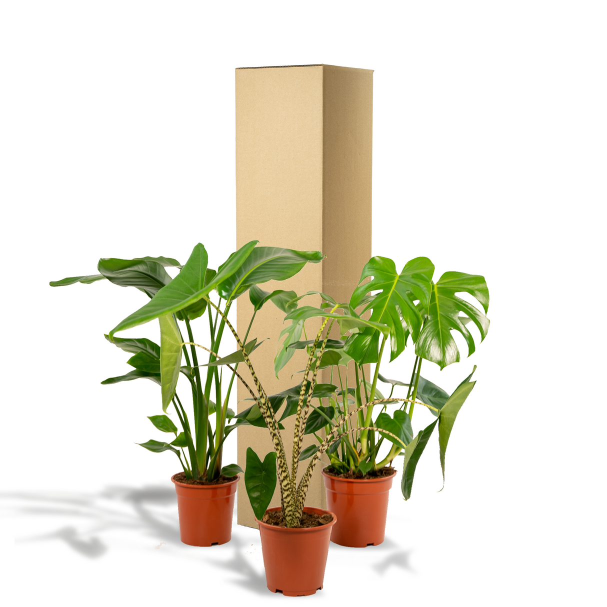 Urban Jungle Set (3 stuks)