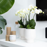 Witte Phalaenopsis orchidee