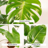Urban Jungle Set (3 stuks)