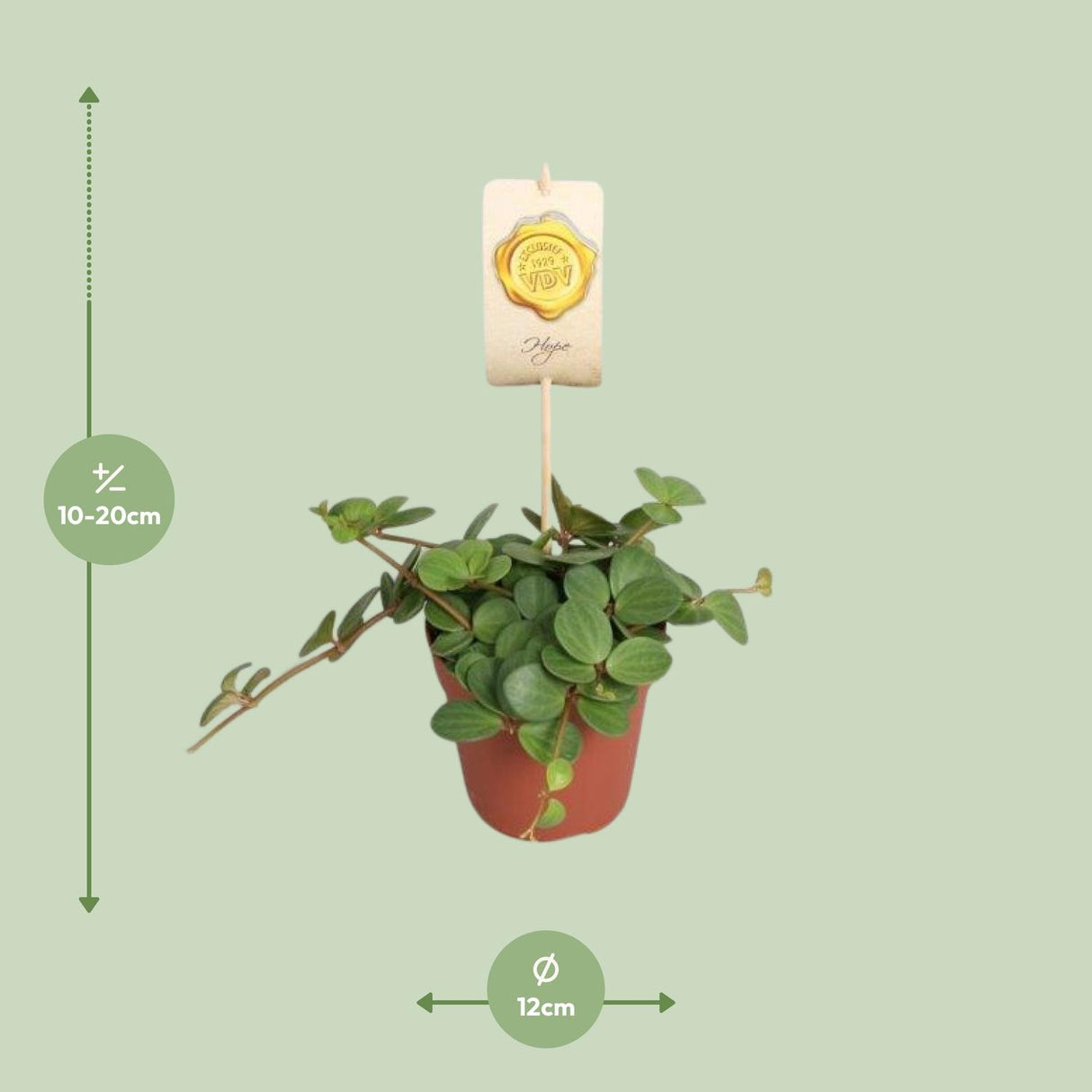 Peperomia Hope