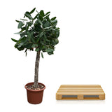 Ficus Benghalensis boom