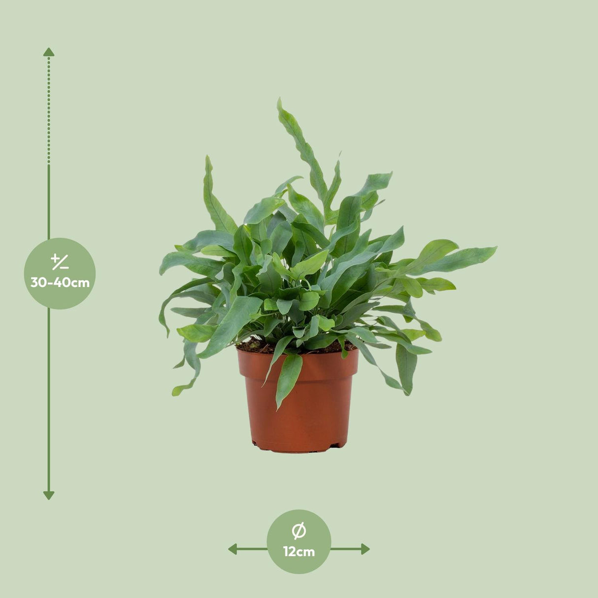 Phlebodium Blue Star