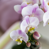 Roze Orchidee set