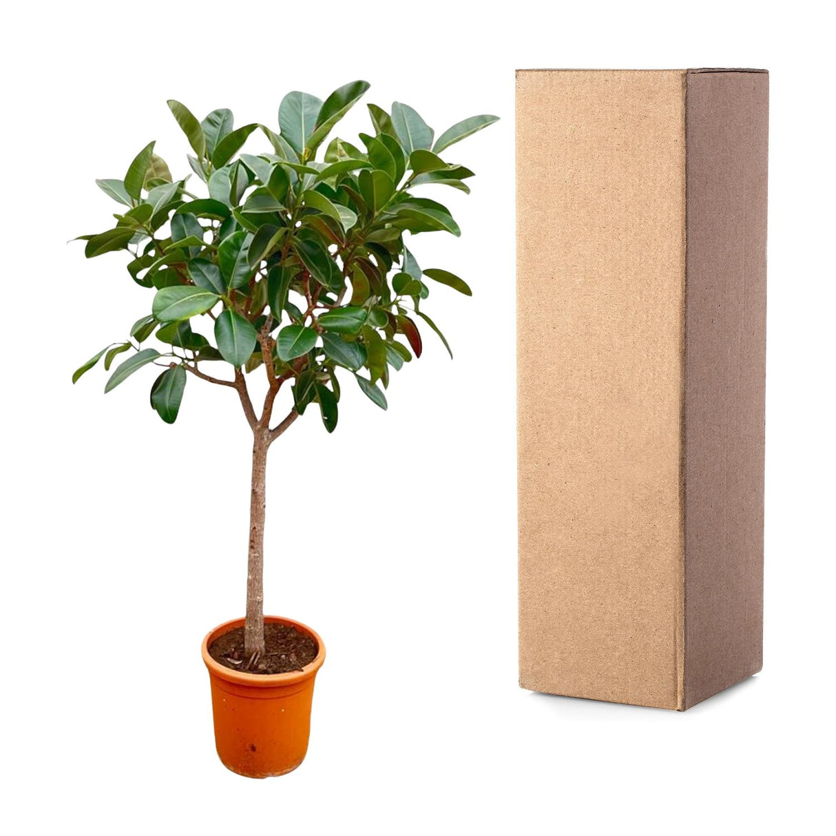 Ficus Elastica  Robusta op stam