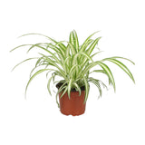 Chlorophytum