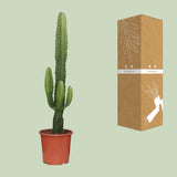 Euphorbia Acrurensis