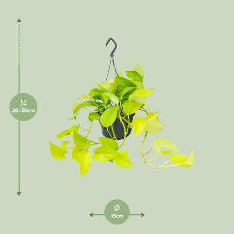 Epipremnum Golden Pothos