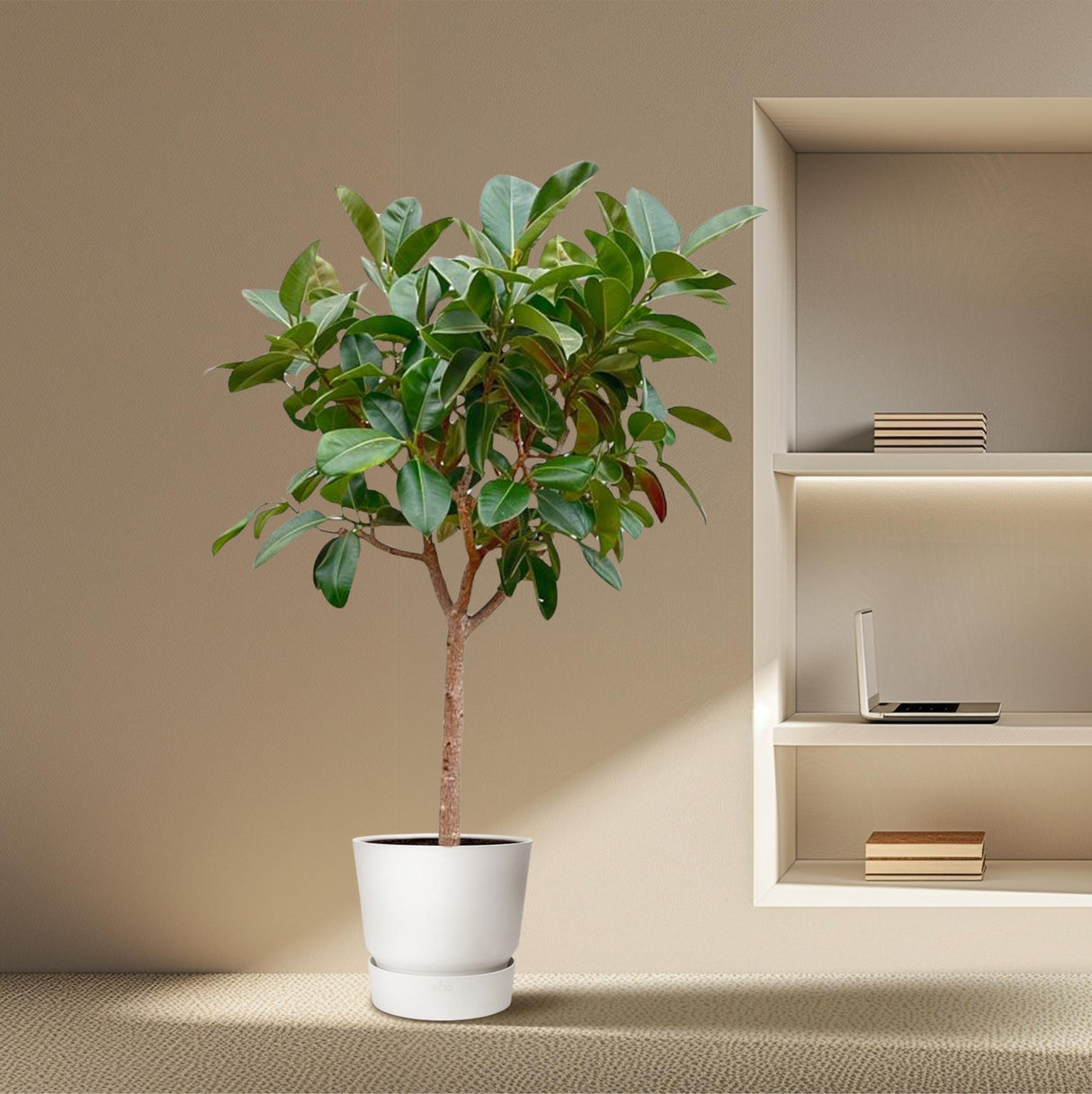 Ficus Elastica  Robusta op stam