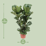 Ficus Lyrata