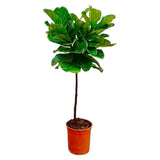 Ficus Lyrata stam