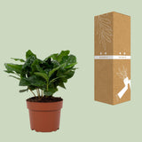 Coffea Arabica