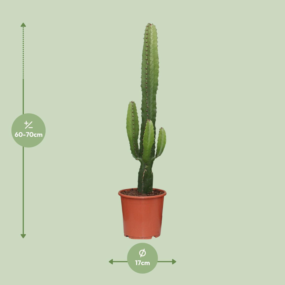 Euphorbia Acrurensis