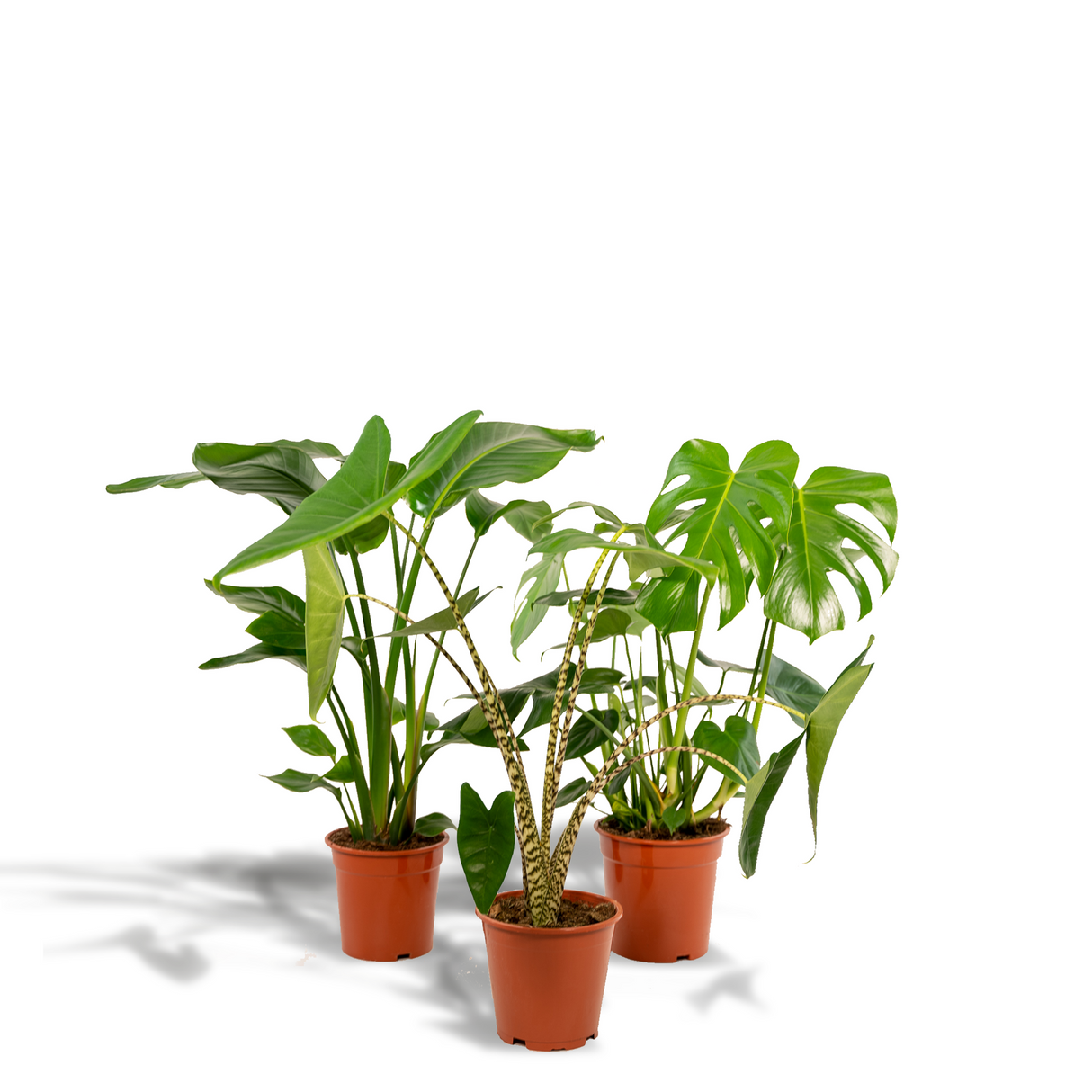 Urban Jungle Set (3 stuks)