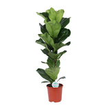 Ficus Lyrata