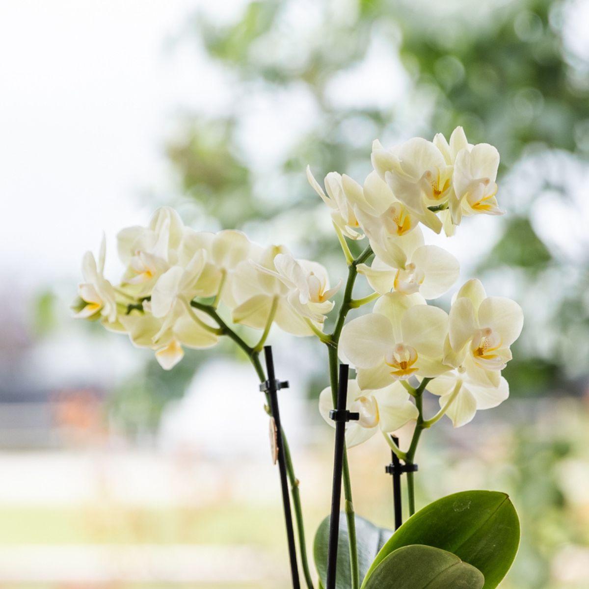 Gele Phalaenopsis orchideeën set