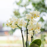 Gele Phalaenopsis orchideeën set