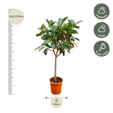 Ficus Elastica  Robusta op stam