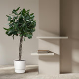 Ficus Benghalensis boom