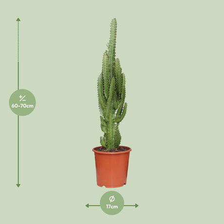 Euphorbia Trigona