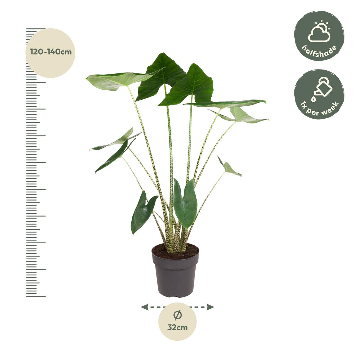Alocasia Zebrina