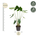 Alocasia Zebrina