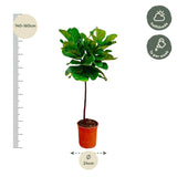 Ficus Lyrata stam