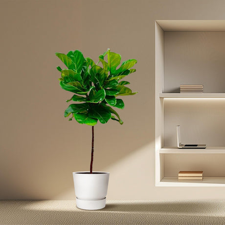 Ficus Lyrata stam