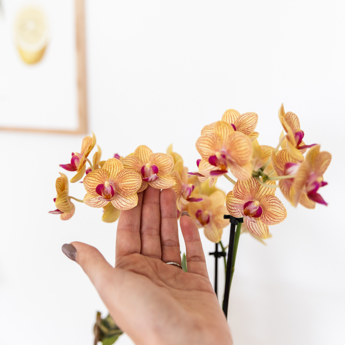 Plantenset met 2 oranje Phalaenopsis Orchideeën