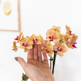 Plantenset met 2 oranje Phalaenopsis Orchideeën