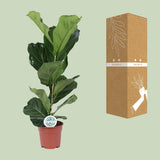 Ficus Lyrata