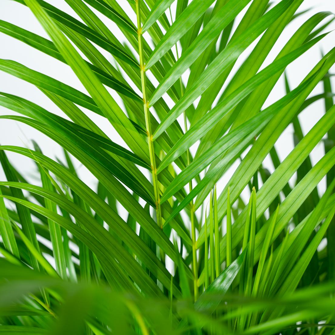 Dypsis Lutescens (Areca Palm)