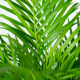 Dypsis Lutescens (Areca Palm)