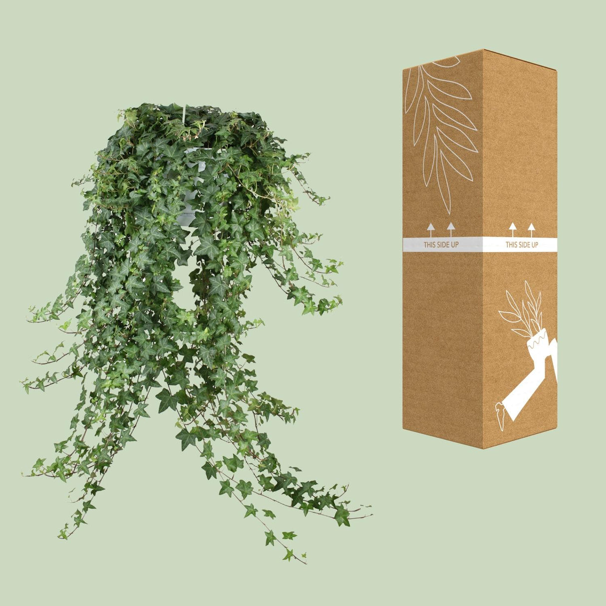 Hedera Helix Pitsburg
