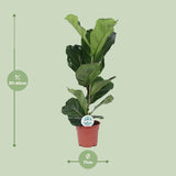 Ficus Lyrata